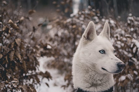 adult white Siberian husky standing near brown plant at daytime thumbnail