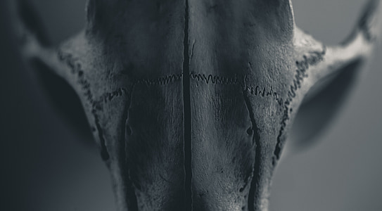 grayscale photography of skull thumbnail