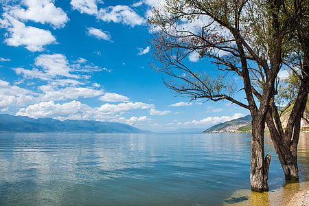 green-leafed tree on body of water thumbnail