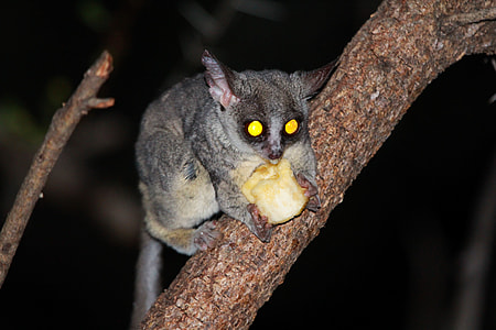 Night Monkey, South Africa thumbnail