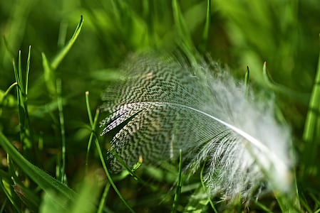 depth photography of white feather on green plants thumbnail