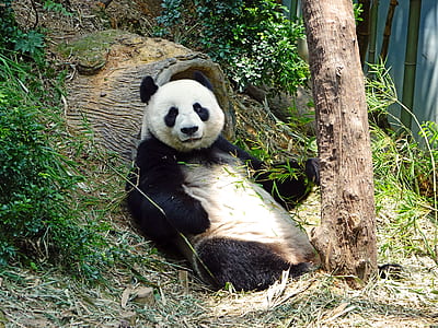 black and white Panda thumbnail