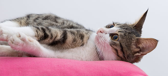 gray tabby cat laying on pink bed thumbnail