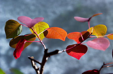 macro shot of orange, green, and red leaves thumbnail