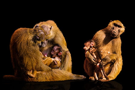 three monkeys carrying two baby monkeys thumbnail