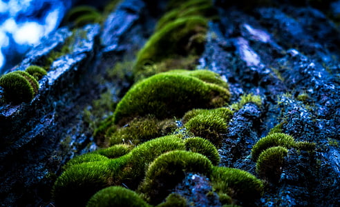 green moss in closeup photography thumbnail
