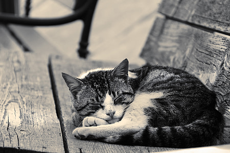 grayscale photo of cat sleeping on wooden bench thumbnail