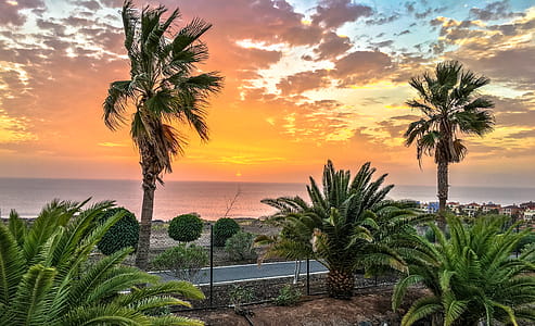 Tropical Tress Near Road and Body of Water during Golden Hour thumbnail