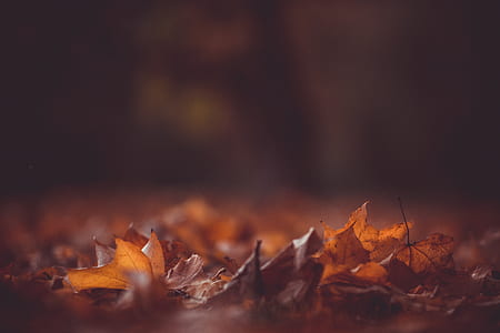 dried leaf on grass thumbnail
