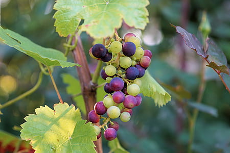 closeup photo of grape fruits thumbnail