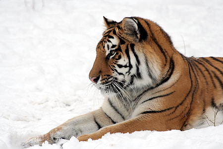 tiger lying on snow field thumbnail