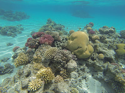 underwater photography of corals thumbnail