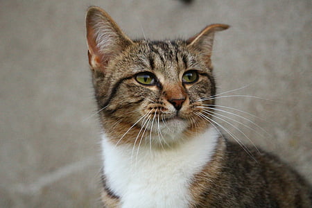 selective focus photography of brown cat looking left thumbnail