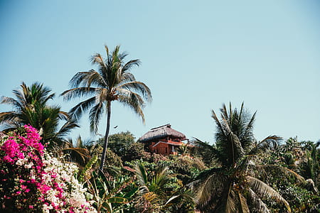 A tropical hut surrounded with palm trees and foliage thumbnail
