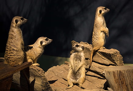herd of brown meerkat thumbnail