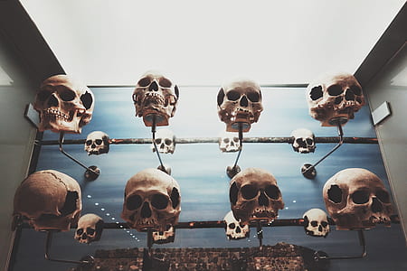 filtered photography of hanged skulls thumbnail