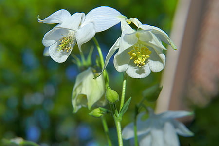 selective focus of white flowers thumbnail