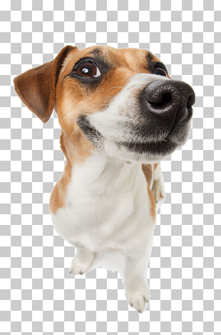 Poodle So God Made a Dog: 90 Devotions for Dog People Pet Cat Encountering the Goodness of God: 90 Daily Devotions, the dog will laugh, brown and white basset hound PNG clipart