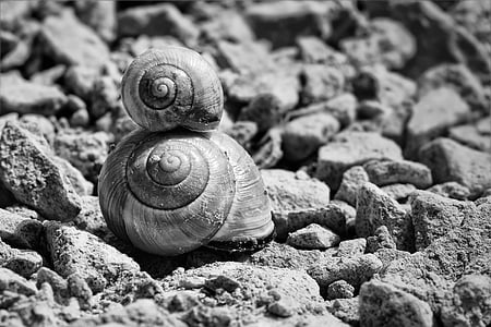 two snails grayscale photo thumbnail