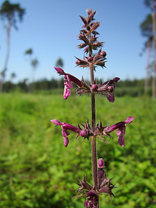 Stachys Sylvatica, Hedge Woundwort thumbnail