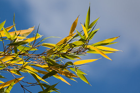 low-angle photo of bamboo grass under cloudy sky thumbnail