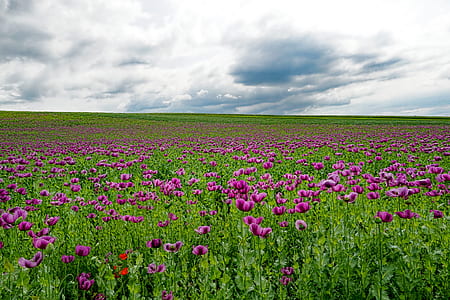 cloudy sky over purple tulip flower thumbnail
