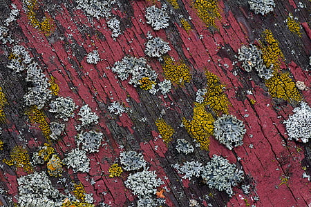 background, wood, old paint, texture, board, weave thumbnail