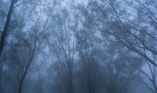 worm's eye photography of bare tree surrounded by fogs thumbnail
