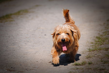 adult tan Norfolk terrier thumbnail