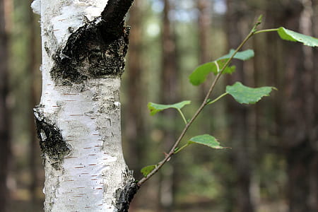 close-up photo of green leaf on tree thumbnail