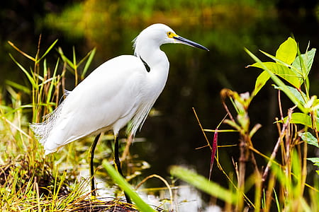 white long-beaked bird near green grass and body of water thumbnail