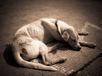short-coated white dog lying on ground thumbnail