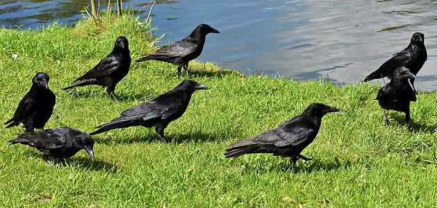 flock of ravens on grasses thumbnail