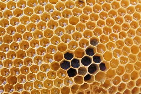 close-up photo of yellow honey comb thumbnail