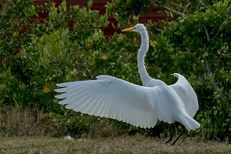 flying swan thumbnail