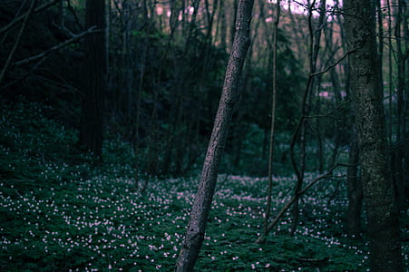 light, dawn, landscape, nature thumbnail