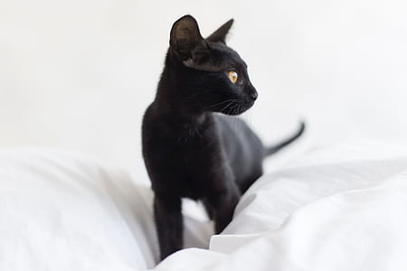 Black Cat thumbnail