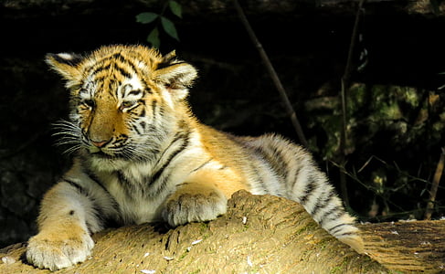 shallow focus photography of Bengal tiger cub thumbnail