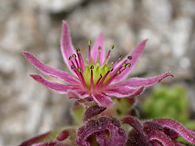 selective focus photography of purple flowers thumbnail