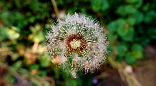 selective focus photography of dandelion thumbnail