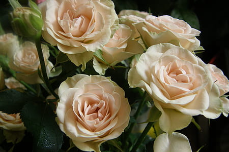 pink flowers thumbnail