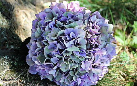 purple and green hydrangea flower bouquet on green grasses thumbnail