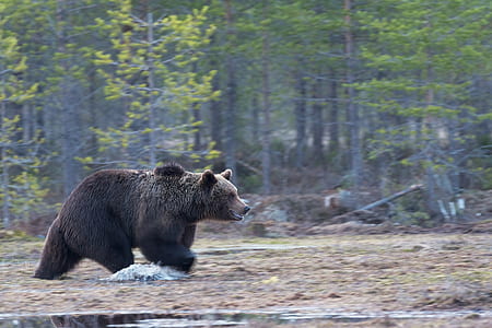 black bear running on mud during daytime thumbnail