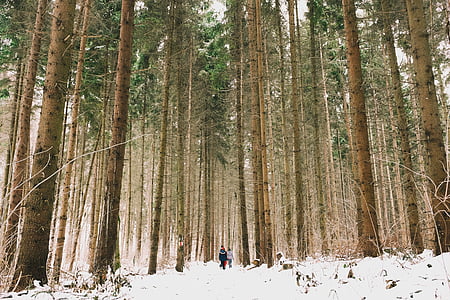 brown trees in middle of forest thumbnail