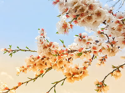 white petaled flower tree thumbnail
