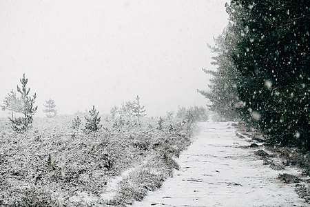 snowcapped trees thumbnail
