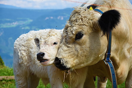 brown cow and sheep thumbnail
