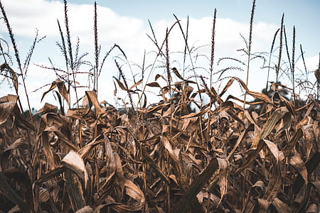 corn fields thumbnail