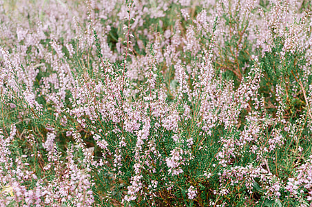 Calluna vulgaris thumbnail