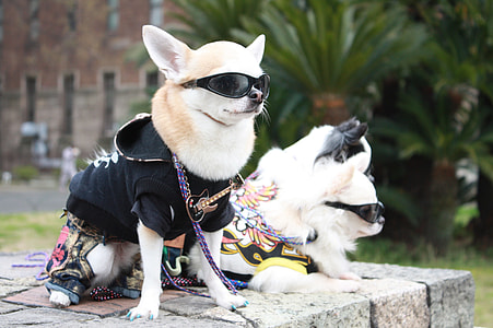 two brown smooth Chihuahuas wearing sunglasses and shirt during daytime thumbnail